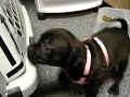 My Puggle My Puggle