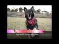 Shakti's Dog Tricks - Intermediate Level