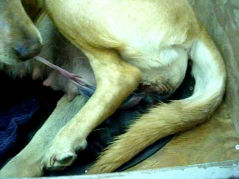 Labrador Giving Birth