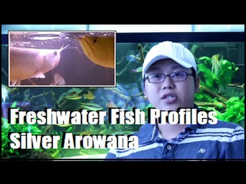how to care silver arowana