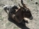mayo el sharpei latin lover