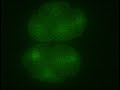 In the Beginning... There Was C. Elegans In the Beginning... There Was C. Elegans