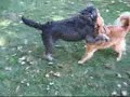 dog wrestling