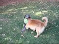 dog wrestling