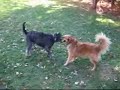 dog wrestling