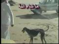 Saluki chasing hare