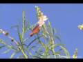 Queen Butterflies in the Vekol Wash