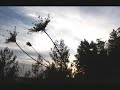 New Dada - Lady Jane