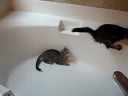 My kitties