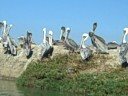 Pelicans in Elkhorn Slough Pelicans in Elkhorn Slough