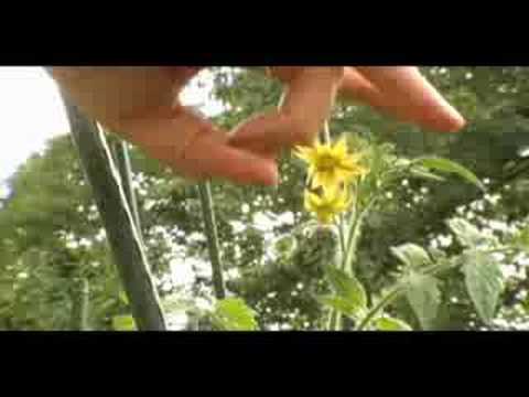 how to self pollinate