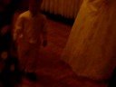 Gavin Dancing