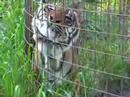 circus tiger