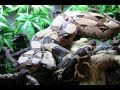 Red-Tail-Boa-Jungle-