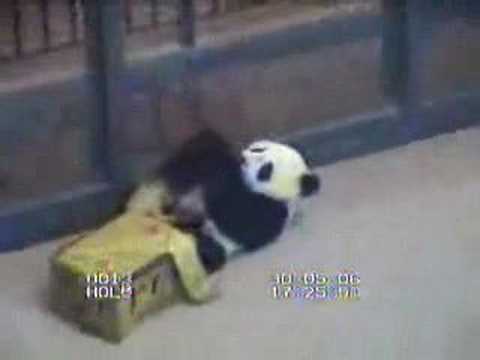 tai's somersault