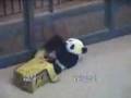 tai's somersault