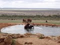 Elephant love