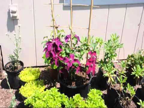 how to transplant a clematis vine