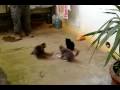 videos de gatta ubriaca