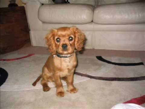Poppy the Cavalier King Charles Spaniel