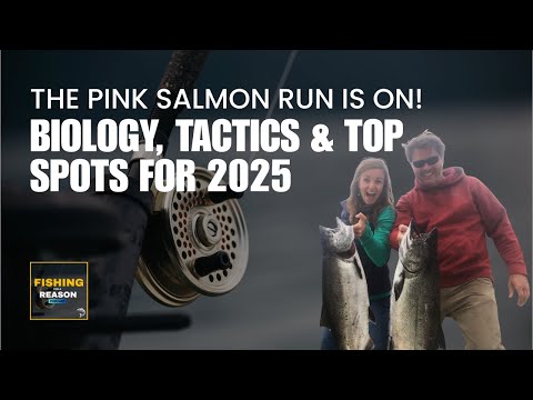 The Pink Salmon Run Is ON! Biology, Tactics & Top Spots for 2025