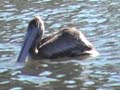 Pismo Beach - Pelican Wash Pismo Beach - Pelican Wash