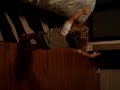 Seba dancing - Part two Seba dancing - Part two