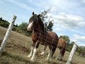 Horses in a farm