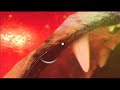 Photoshop Photo Manipulation Tutorial
