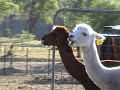 Weird Alpaca