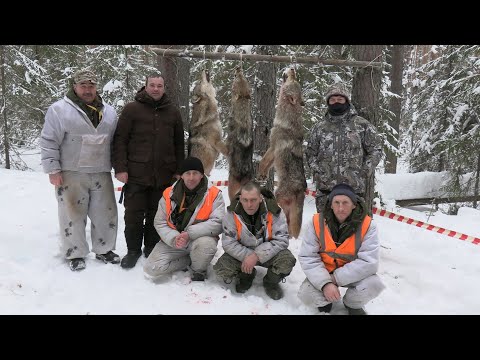 Wolf hunting 2023
