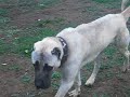 Bizim-CARLOS-14-Ayl-