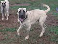 Bizim-CARLOS-14-Ayl-
