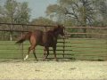 For Sale - AQHA American Quarter horse ranch reining cow western mare in Texas