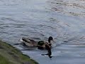 Mallard male, flying escape
