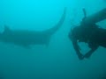 Mergulho Guarapari - Arraia Jamanta