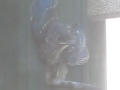 Bluebirds of Monteagle, 2009 Edition