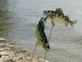 More walleye