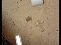 Behaviour of bobtail squid Behaviour of bobtail squid