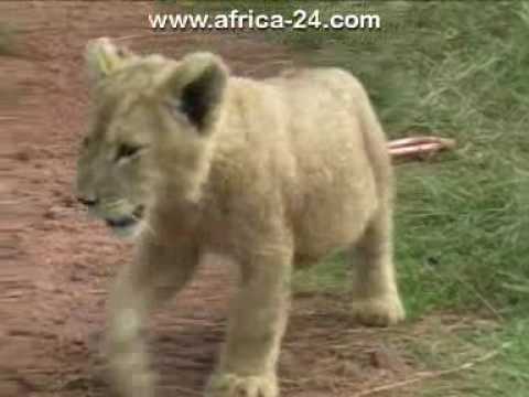 Rhino and Lion Nature Reserve – Africa Travel Channel