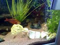 bolivia-amazon-jack-dempsey-eggs-fish-baby-donmink.html