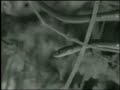 Boomslang Snake PM 07Mar08 Boomslang Snake PM 07Mar08
