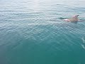 Riding with Dolphins On My Seadoo Rxp
