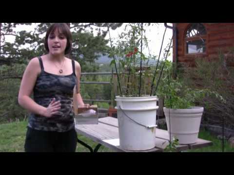 how to transplant goji berries