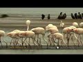 Flamingos trawl lagoon for food