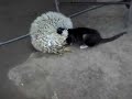 Gato mamon Gato mamon
