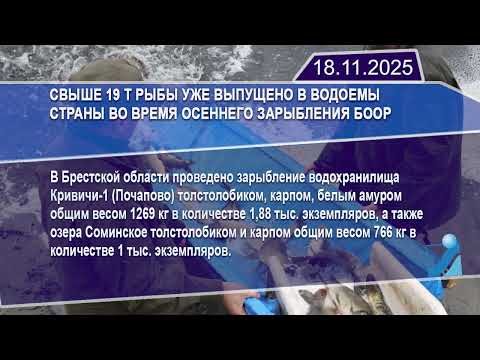 Новостная лента Телеканала Интекс 18.11.25.