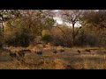 Wild Dogs abandon den