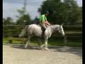 ** SOLD ** Horse : 4yrs. HUNTER prospect, Dutch Warmblood