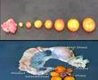 The Table Egg Industry - Part 2